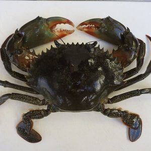 Kepiting
