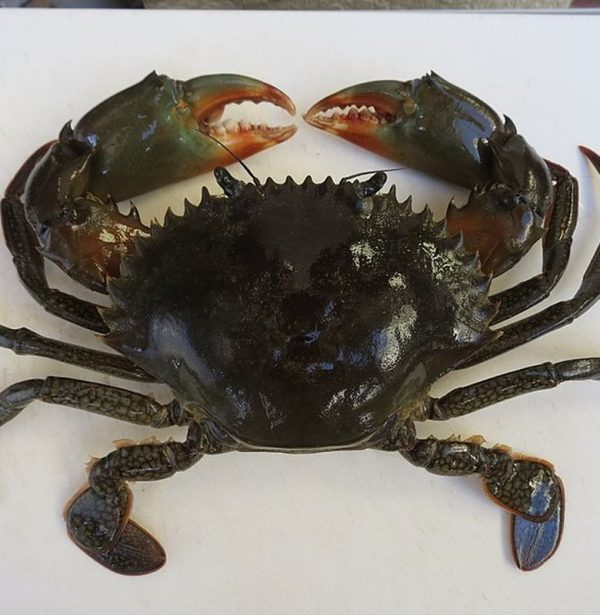 Kepiting