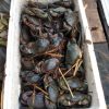 Kepiting - Gambar 2