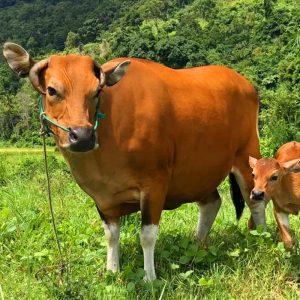 Sapi