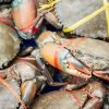 Kepiting - Gambar 3